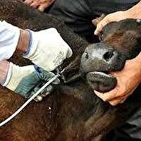 واکسیناسیون بیش از ۷۰ درصد از دامهای استان یزد علیه بیماری تب برفکی