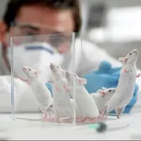 گذار از مدلهای حیوانی به فناوریهای دقیقتر و انسانیتر در پژوهشهای زیستی