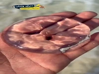 عروس دریایی شفاف که نه قلب داره نه مغز !