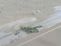 طوفان دسترنج کشاورزان بخش لیردف جاسک را دفن کرد