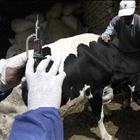 تب برفکی در یزد کنترل شد؛ واکسیناسیون دام‌ها ادامه دارد