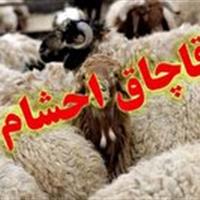 کشف احشام فاقد مجوز در میامی