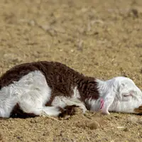 مزارع دامپروری در شمال شهرستان گنبد