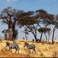 سافاری پارک ملی سرنگتی تانزانیا 