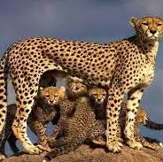 مشاهده ۵ قلاده یوزپلنگ آسیایی در حیات‌وحش میاندشت خراسان شمالی