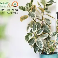 معرفی 10 گونه گل فیکوس