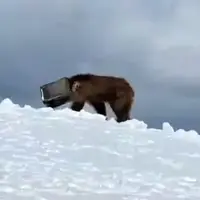 عملیات دشوار نجات خرسی که سرش در یک جعبه فلزی گیر کرده بود!