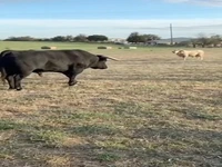 پیروزی قدرتمندانه گوسفند قهرمان