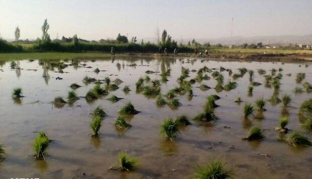 فرماندار: کشت برنج در شهرستان صحنه ممنوع است