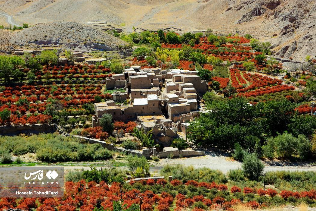  خراسان جنوبی؛ پایتخت زرشک جهان