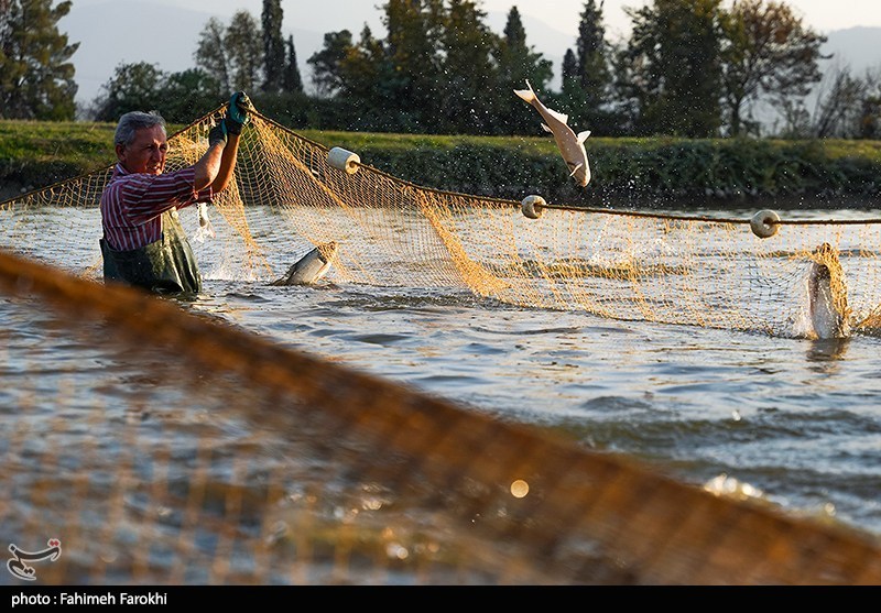 تولید برای محرومیت زدایی؛ پرورش ماهی