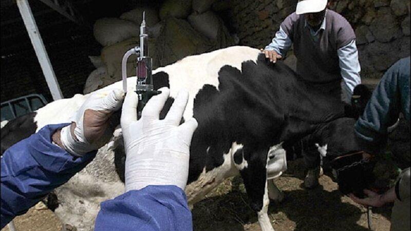 تب برفکی در یزد کنترل شد؛ واکسیناسیون دامها ادامه دارد