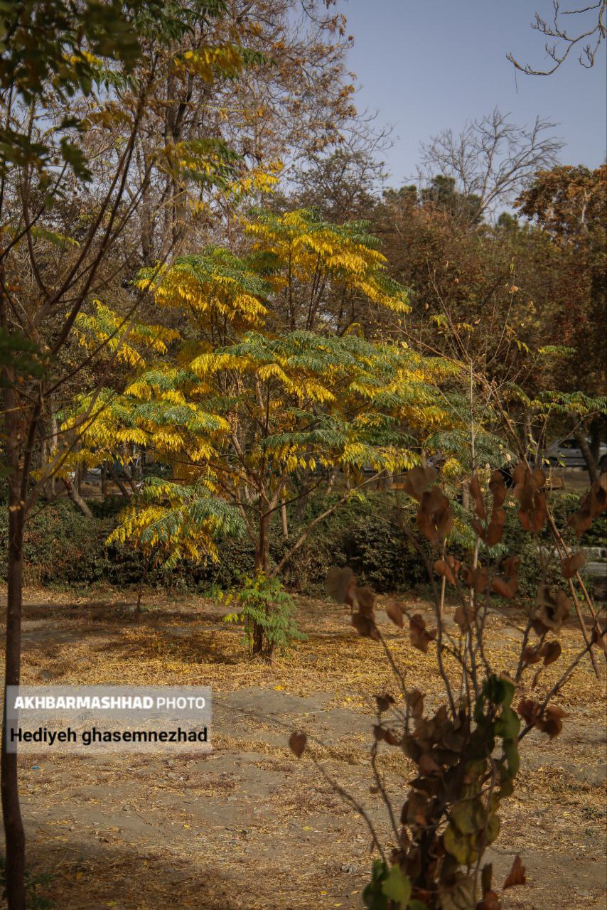 تصاویری از خزان بی‌جانِ مشهد