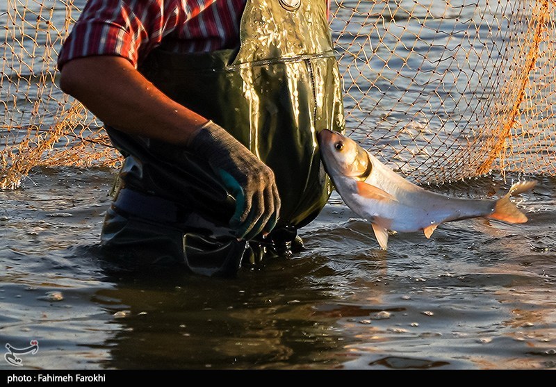 تولید برای محرومیت زدایی؛ پرورش ماهی
