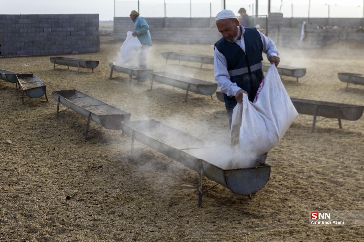 مزارع دامپروری در شمال شهرستان گنبد