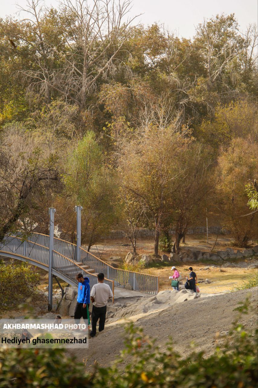 تصاویری از خزان بی‌جانِ مشهد