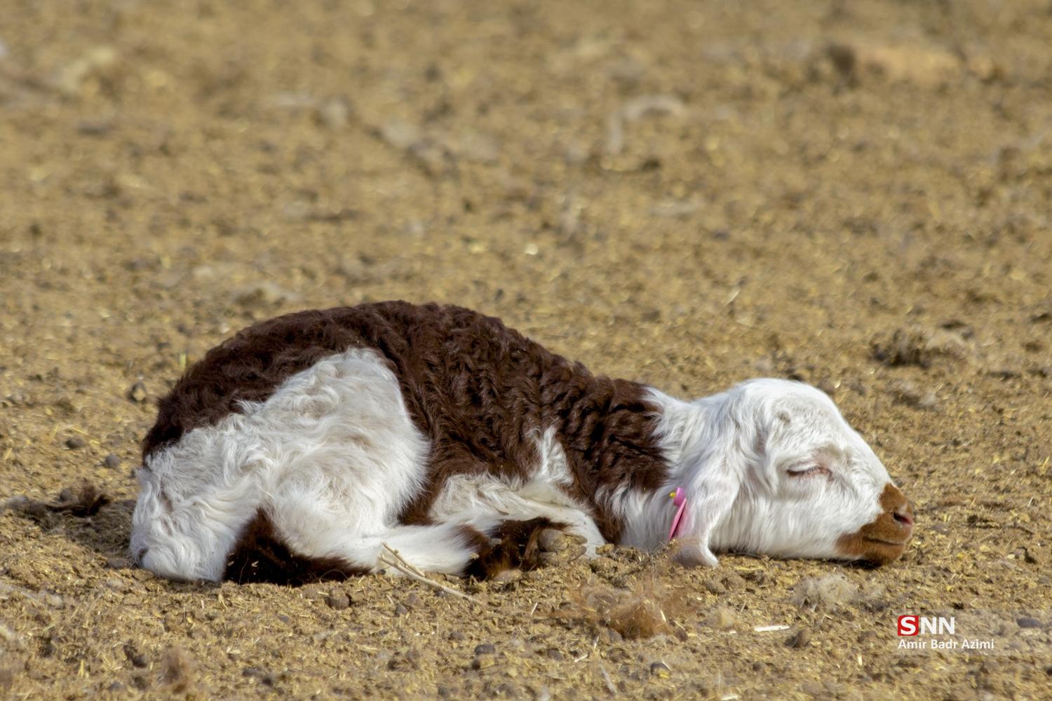 مزارع دامپروری در شمال شهرستان گنبد
