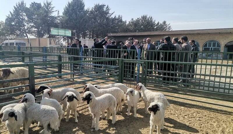 استاندار کرمانشاه: نژاد گوسفند سنجابی باید توسعه پیدا کند