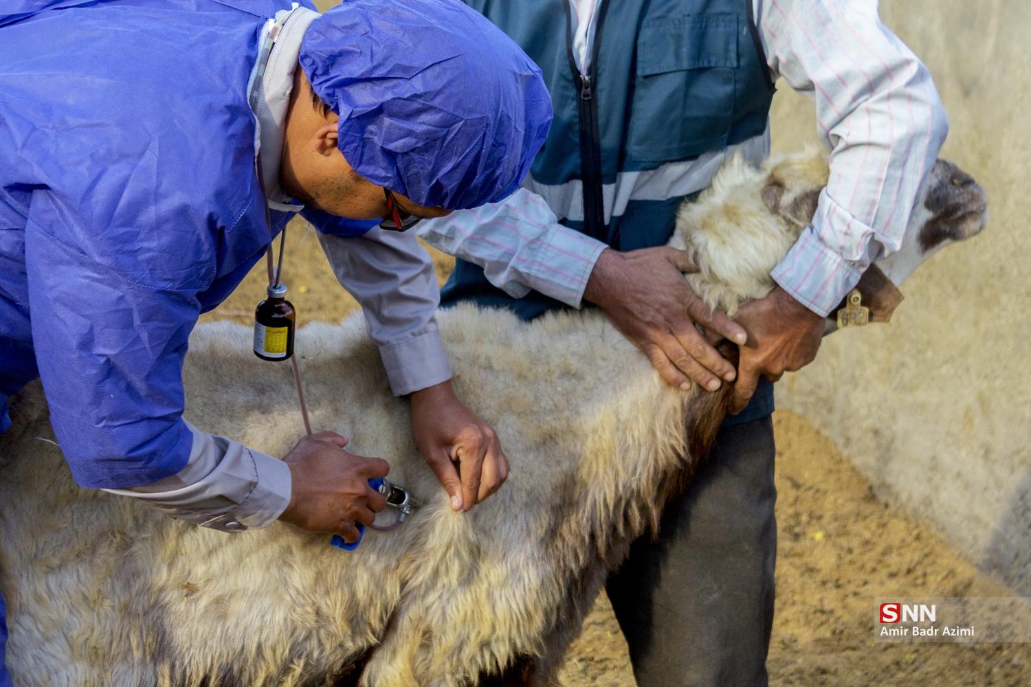 مزارع دامپروری در شمال شهرستان گنبد