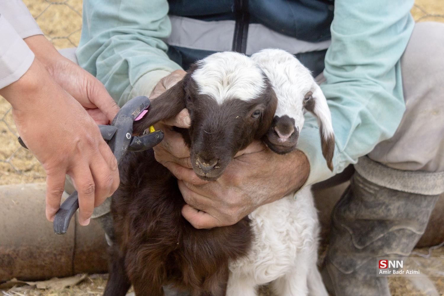 مزارع دامپروری در شمال شهرستان گنبد
