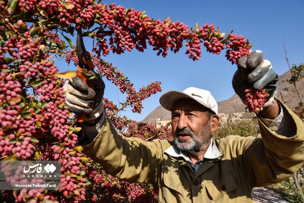  خراسان جنوبی؛ پایتخت زرشک جهان