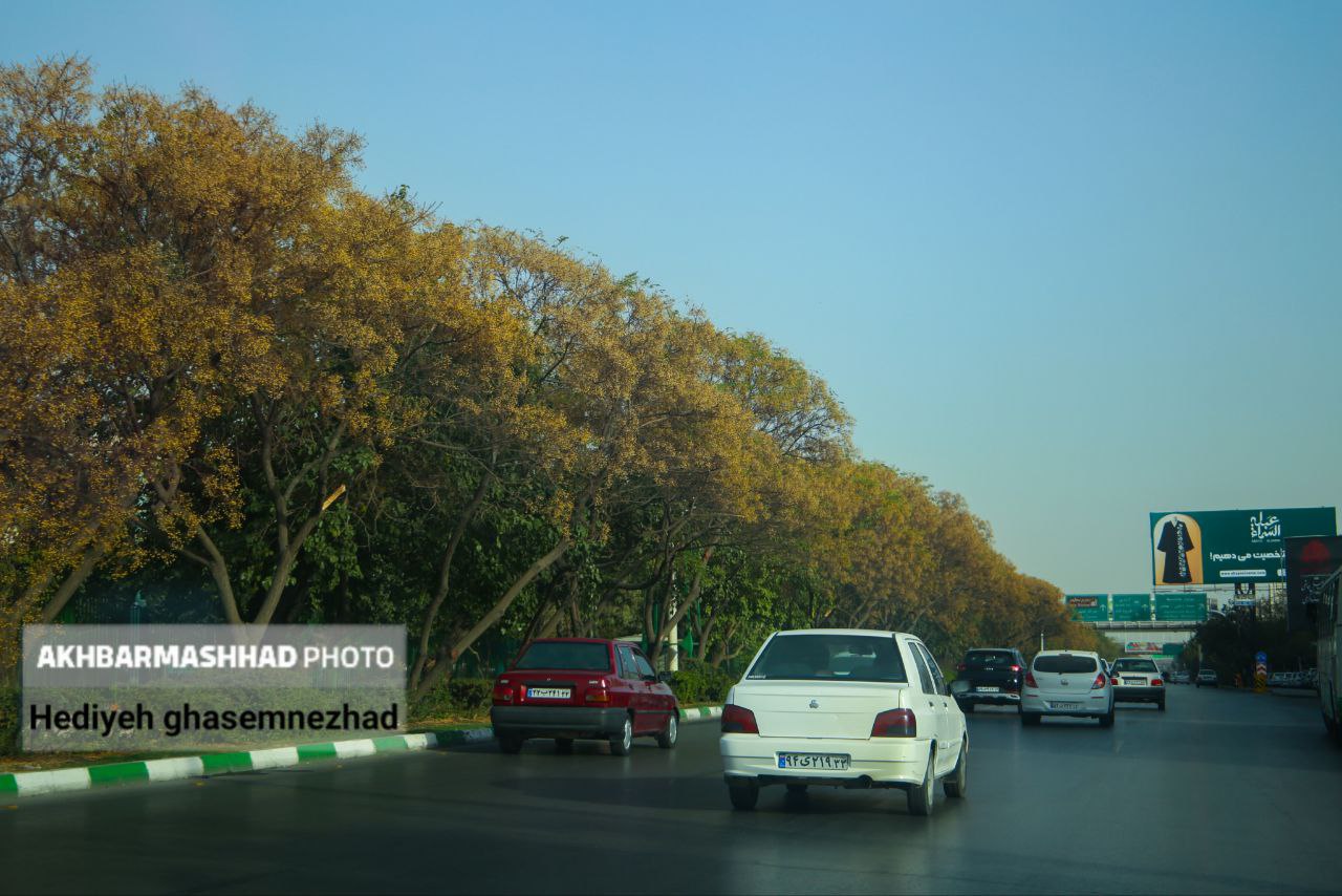 تصاویری از خزان بی‌جانِ مشهد