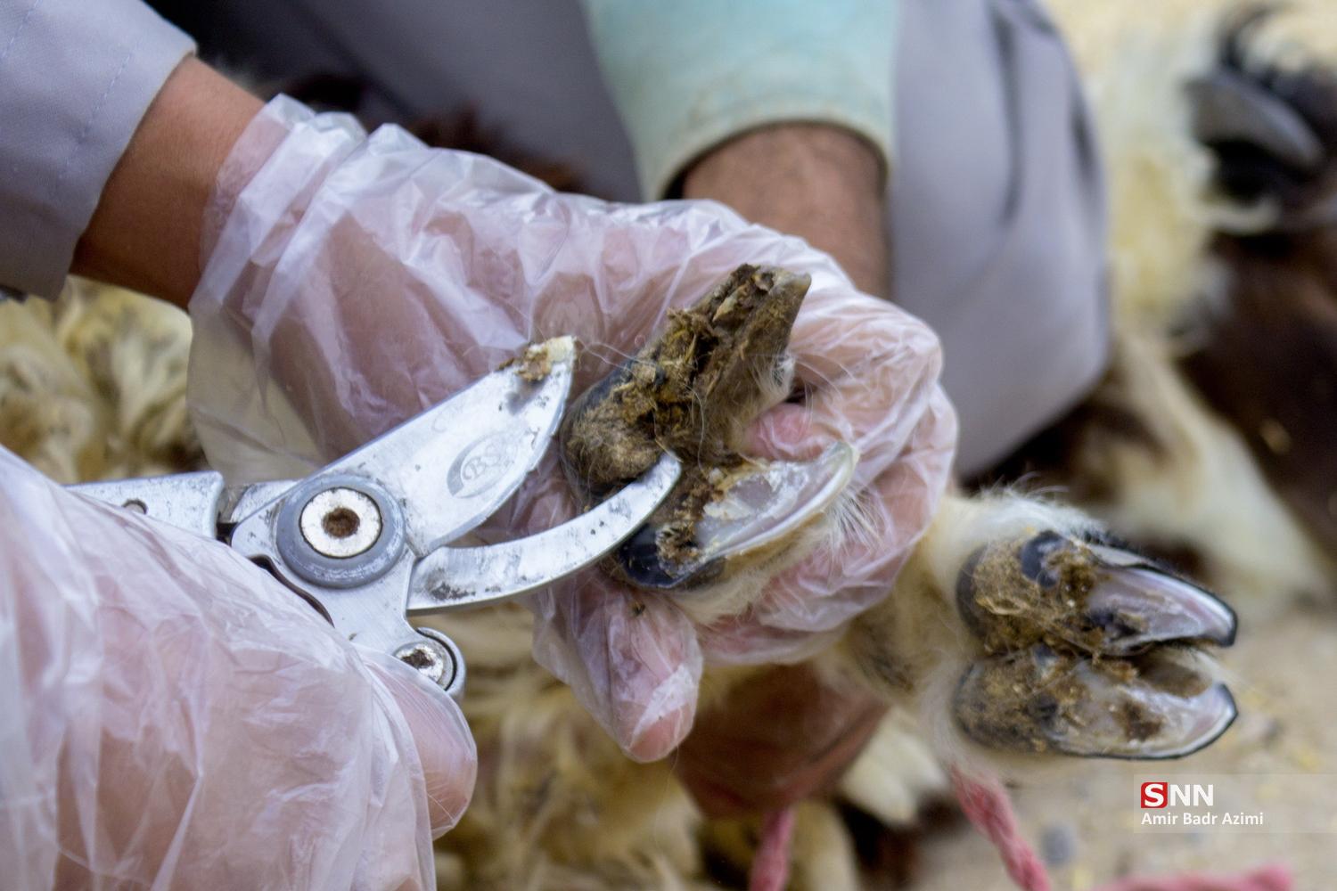 مزارع دامپروری در شمال شهرستان گنبد