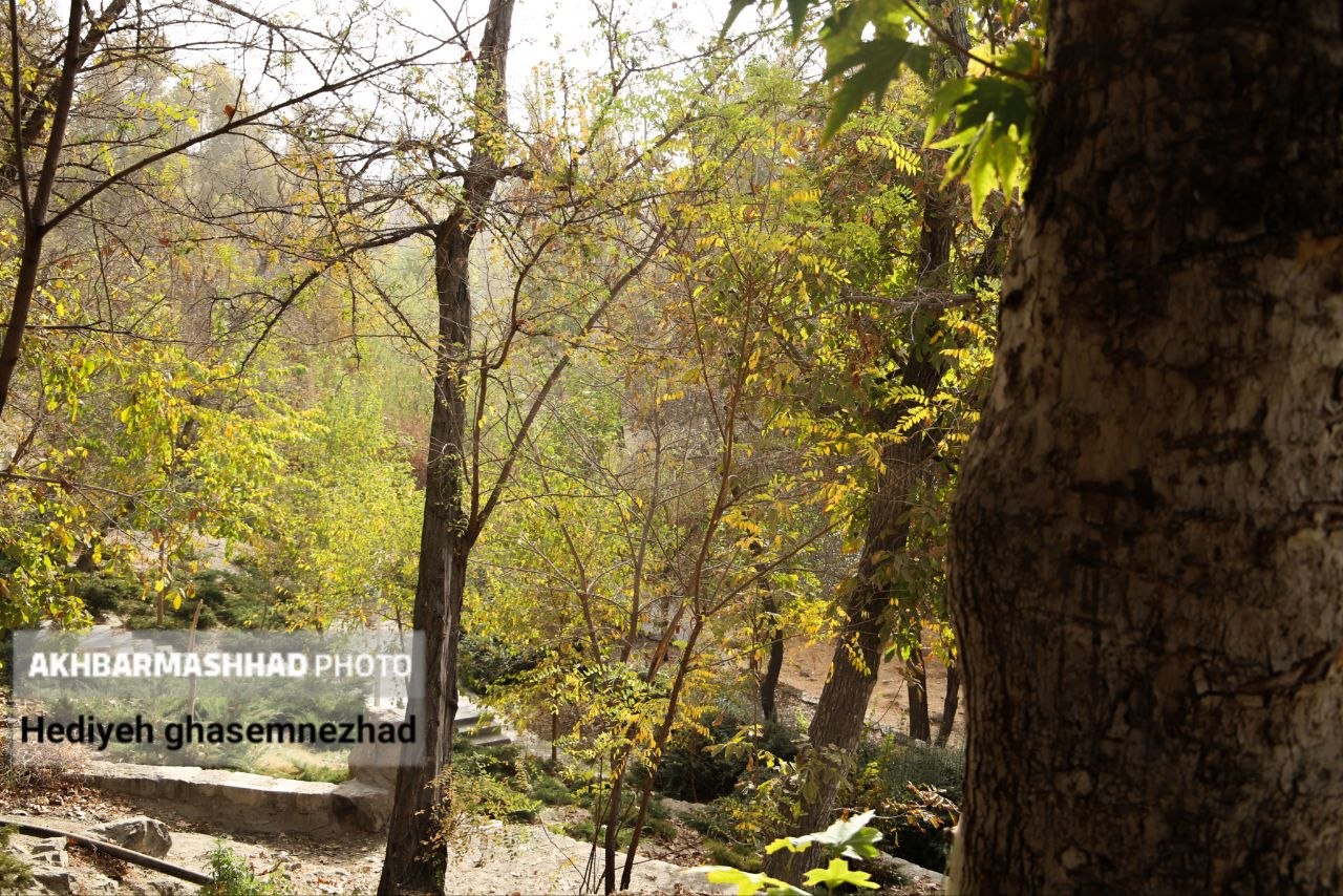 تصاویری از خزان بی‌جانِ مشهد