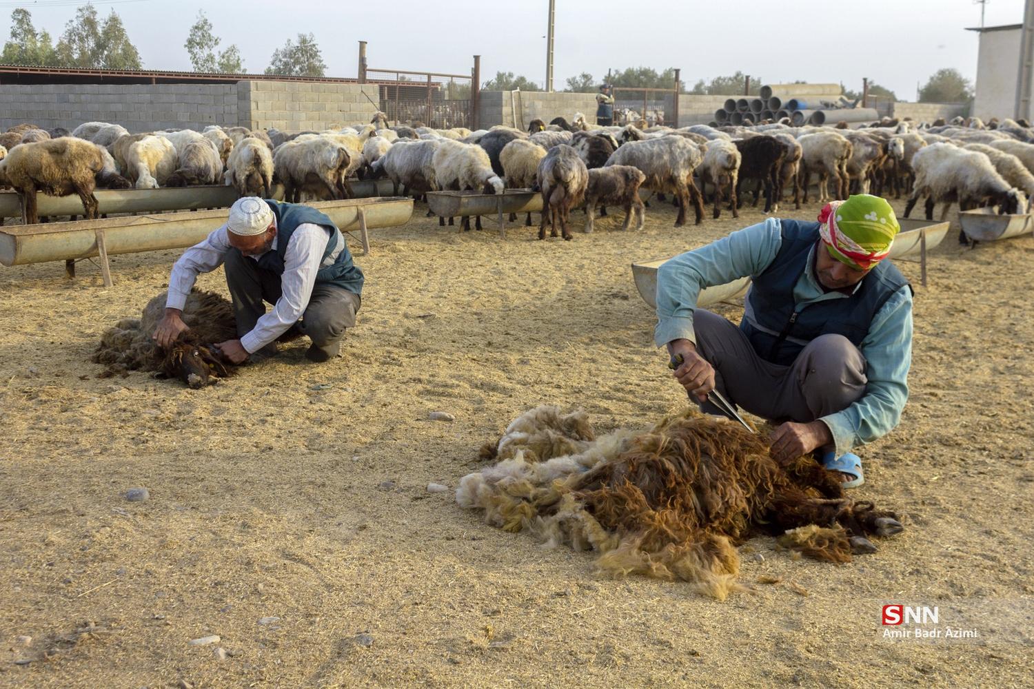 مزارع دامپروری در شمال شهرستان گنبد