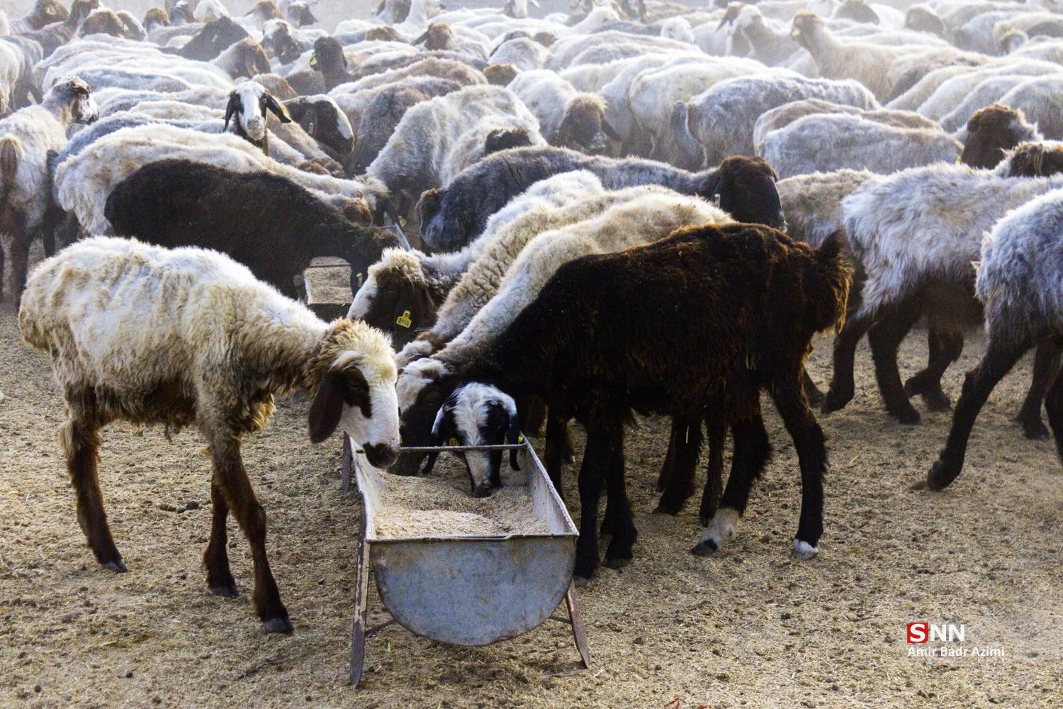 مزارع دامپروری در شمال شهرستان گنبد