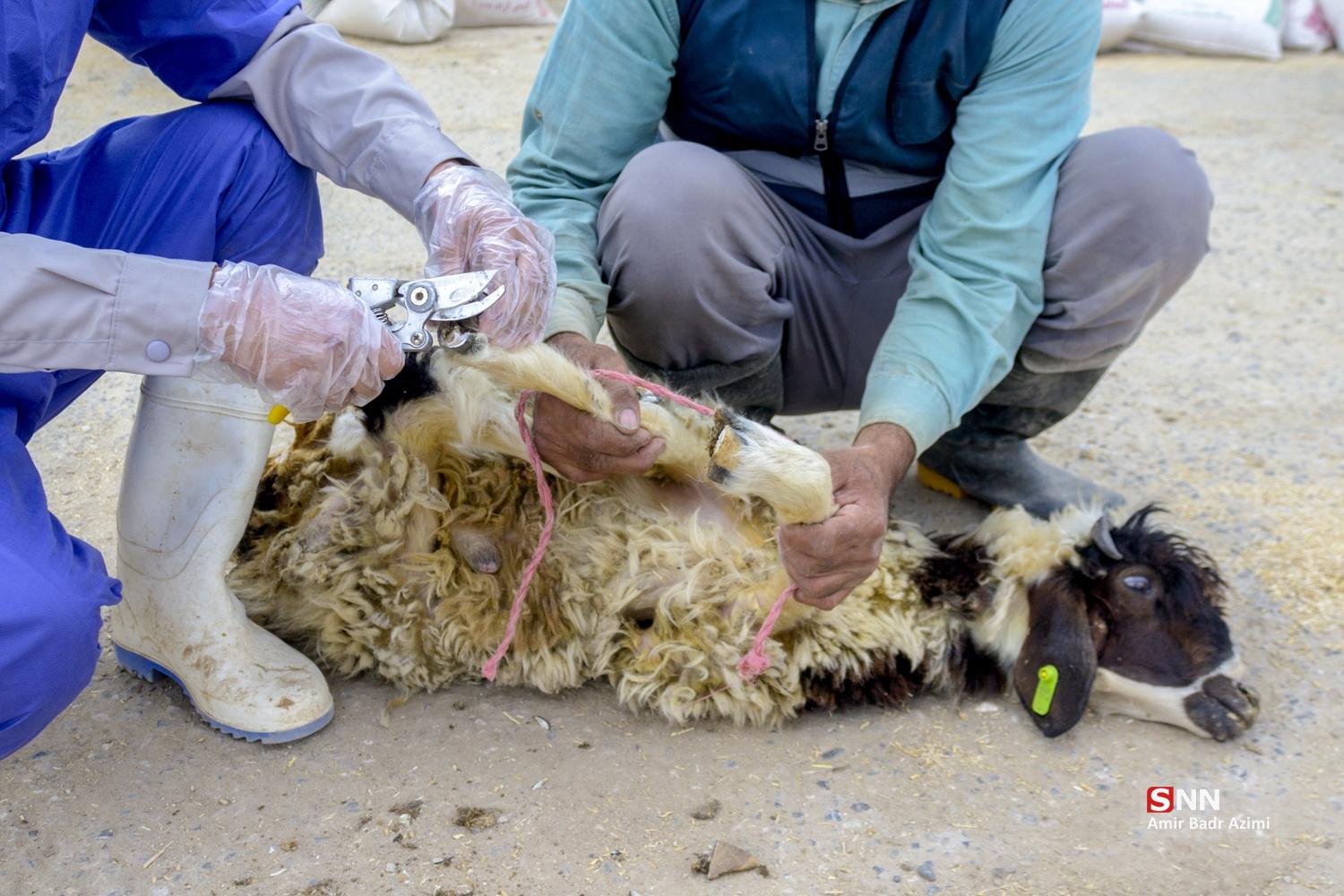مزارع دامپروری در شمال شهرستان گنبد