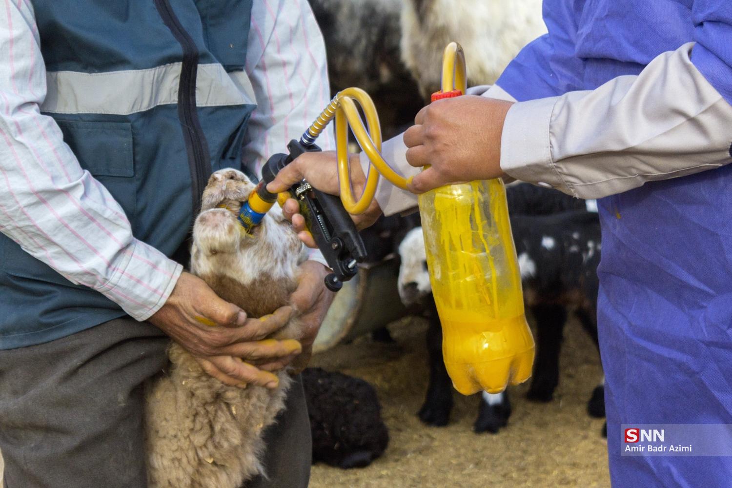 مزارع دامپروری در شمال شهرستان گنبد