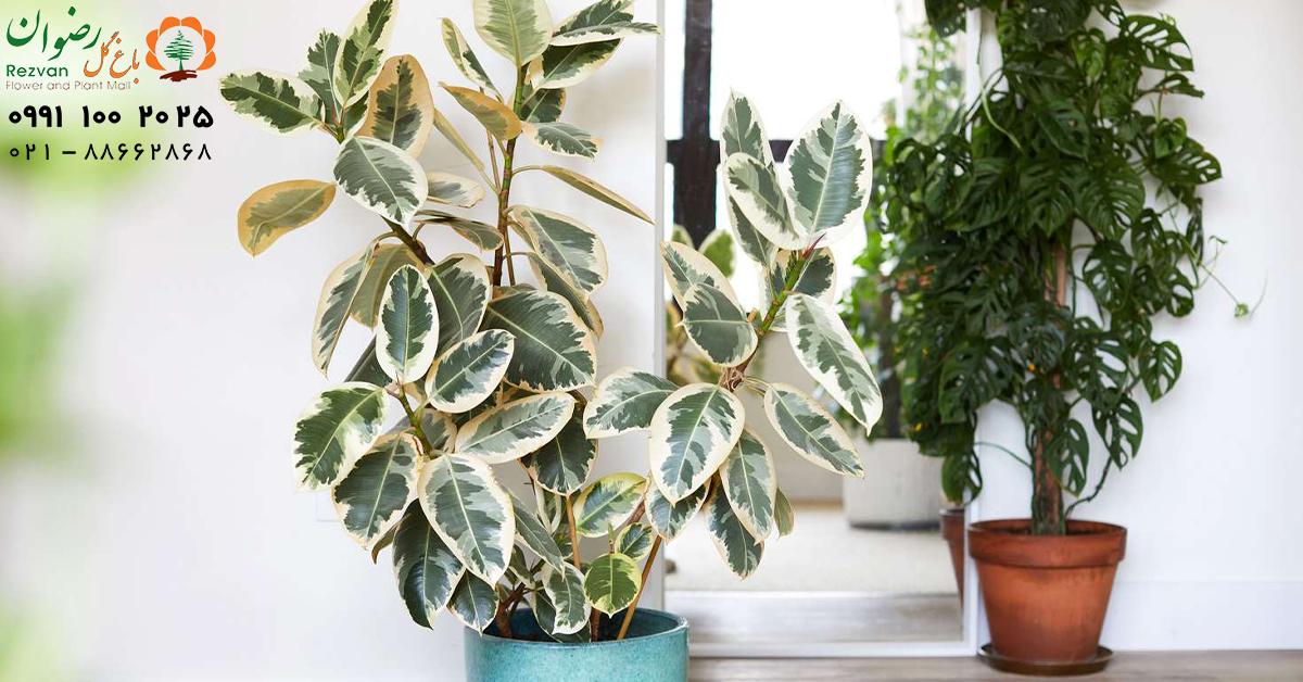 معرفی 10 گونه گل فیکوس