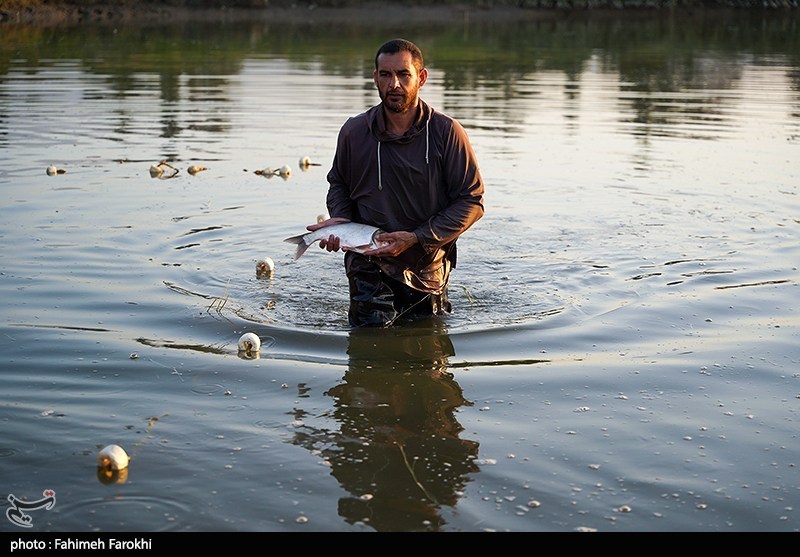 تولید برای محرومیت زدایی؛ پرورش ماهی