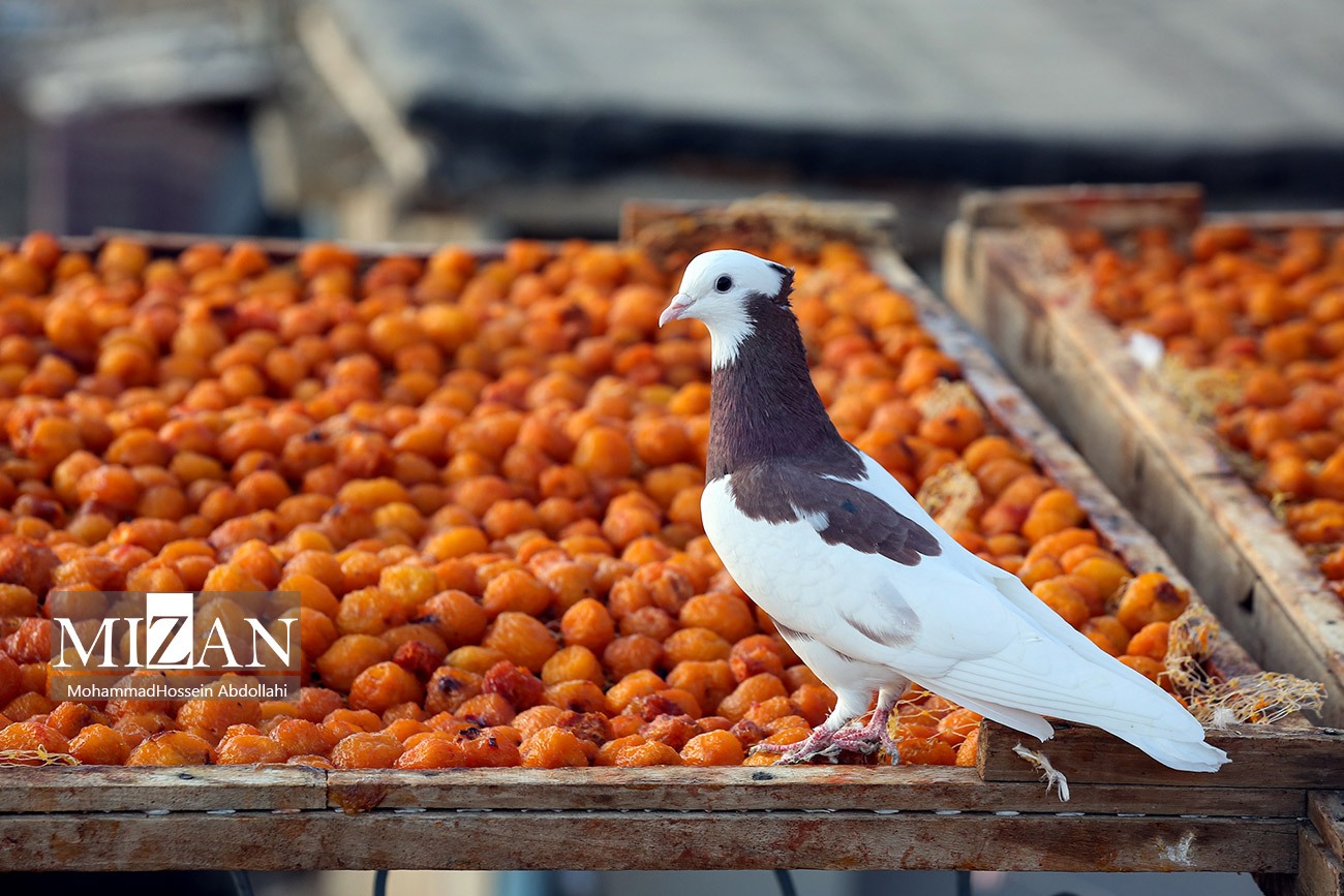 خُرو؛ پایتخت آلوی ایران