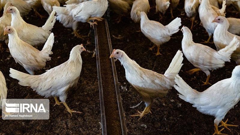 نیوکاسل ۳۰ هزار قطعه مرغ خراسانشمالی را تلف کرد