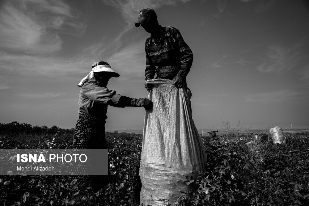 برداشت پنبه در خراسان شمالی