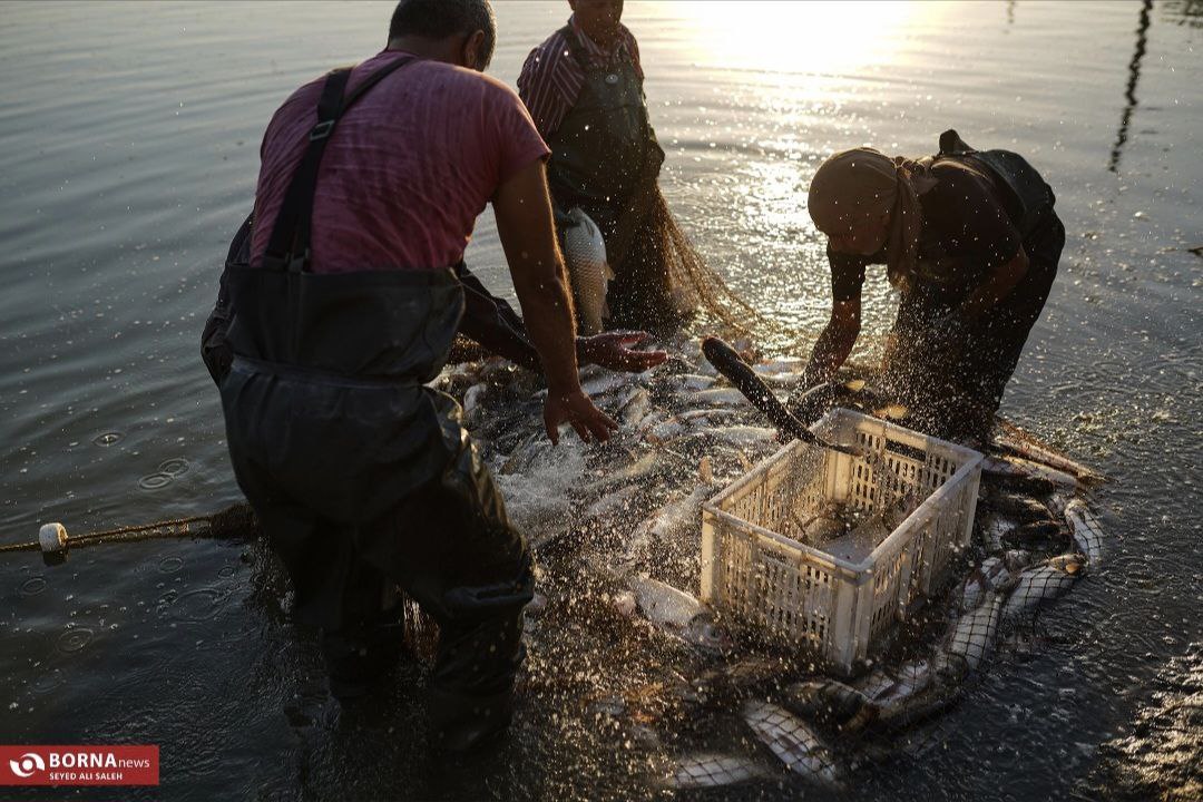 پرورش ماهی در آزادشهر گلستان