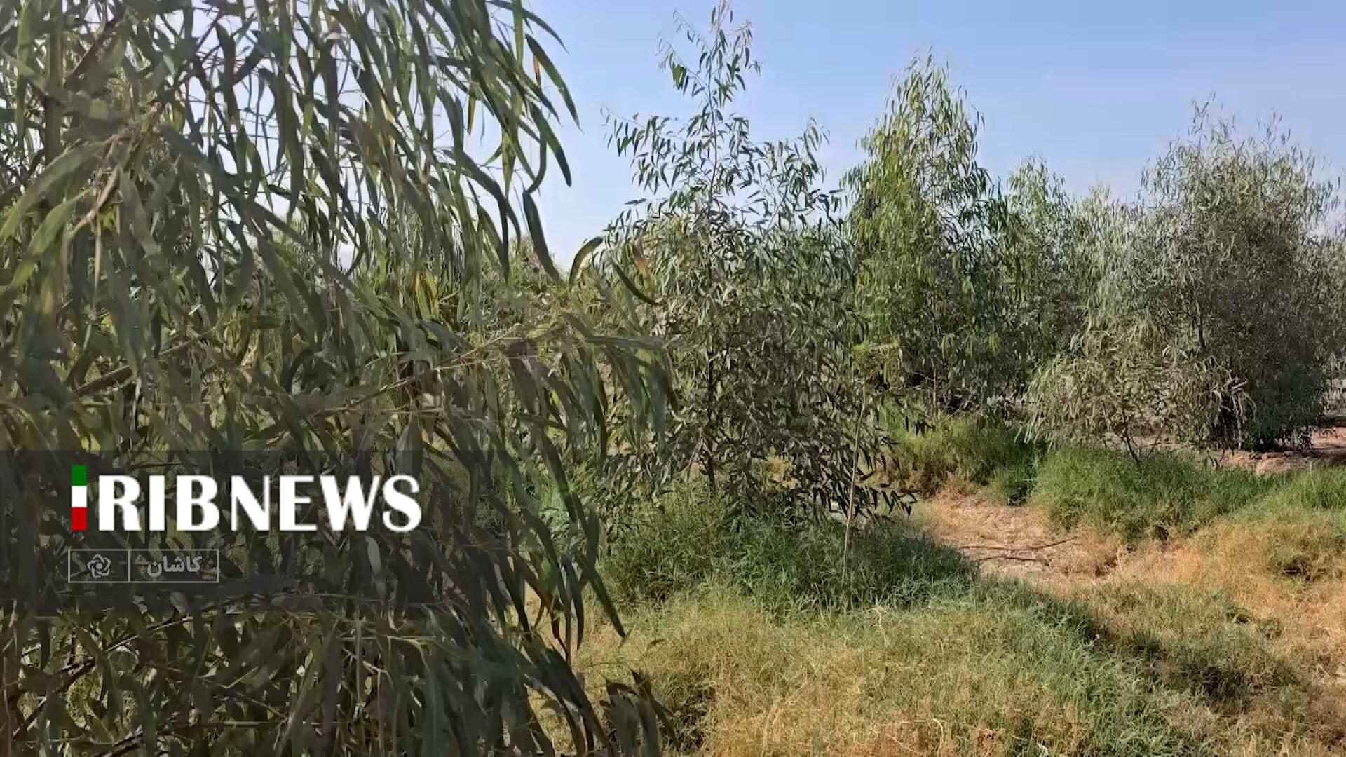 بزرگترین جنگل شهری غرب آسیا در شمال استان اصفهان افتتاح شد