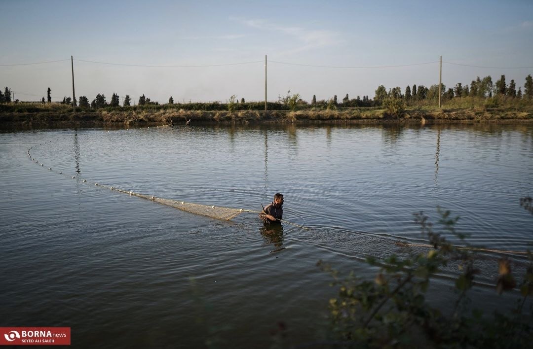 پرورش ماهی در آزادشهر گلستان