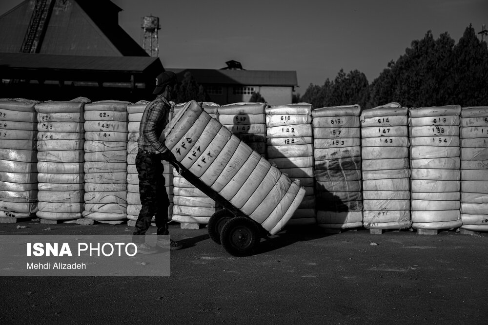 برداشت پنبه در خراسان شمالی