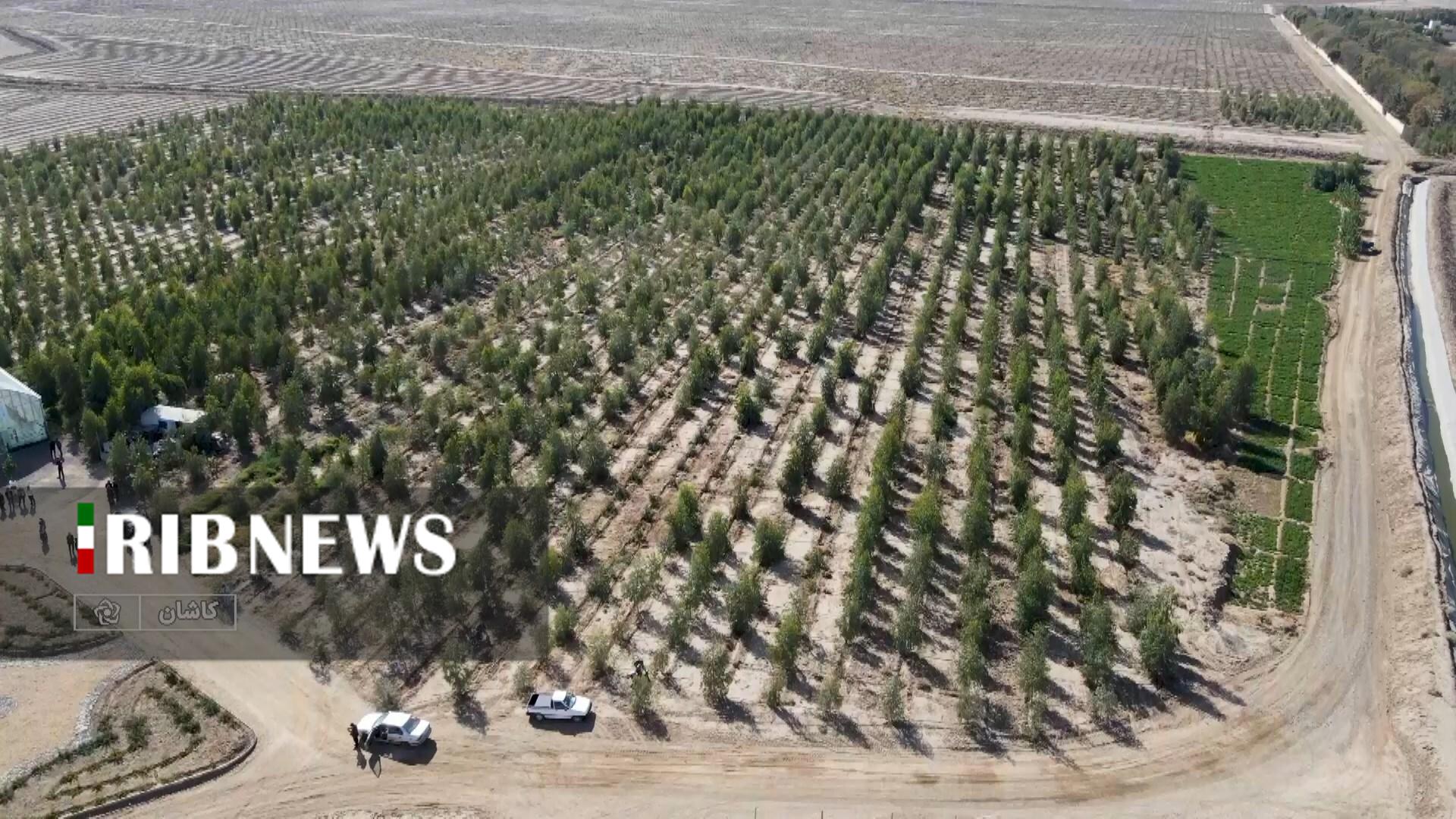 بزرگترین جنگل شهری غرب آسیا در شمال استان اصفهان افتتاح شد