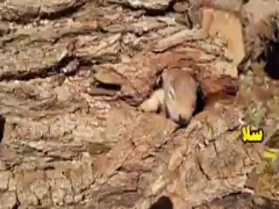 سلاخی بلوطها در کارگاه چوببُری یاسوج