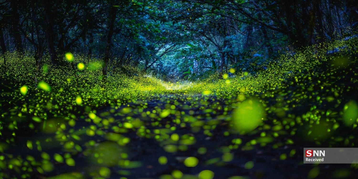 عکس/ برندگان مسابقه عکاسی پانوراما اپسون ۲۰۲۵