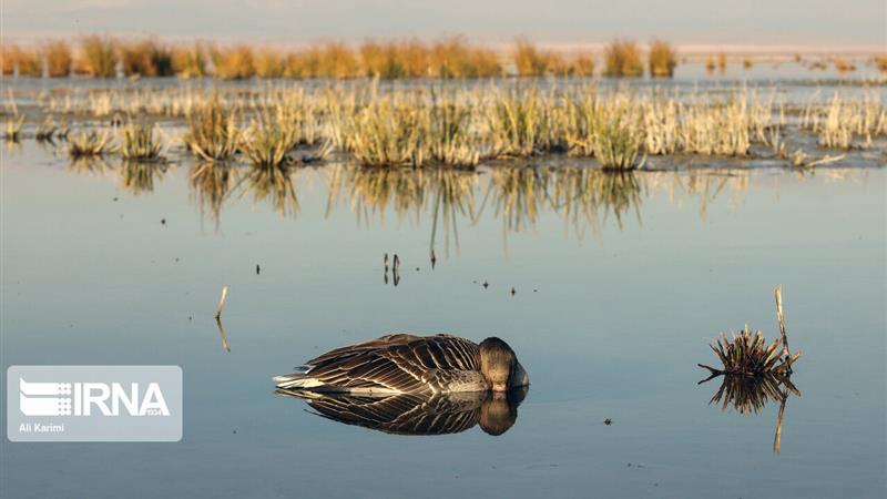 آغاز پایش منابع آبی شیروان برای مقابله با آنفلوآنزای فوقحاد پرندگان