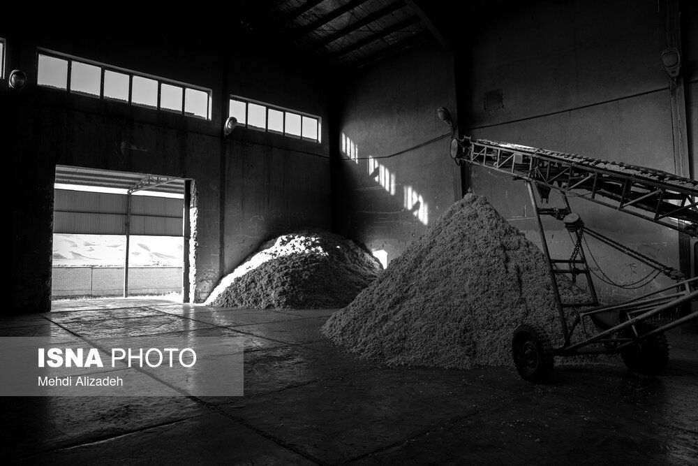 برداشت پنبه در خراسان شمالی