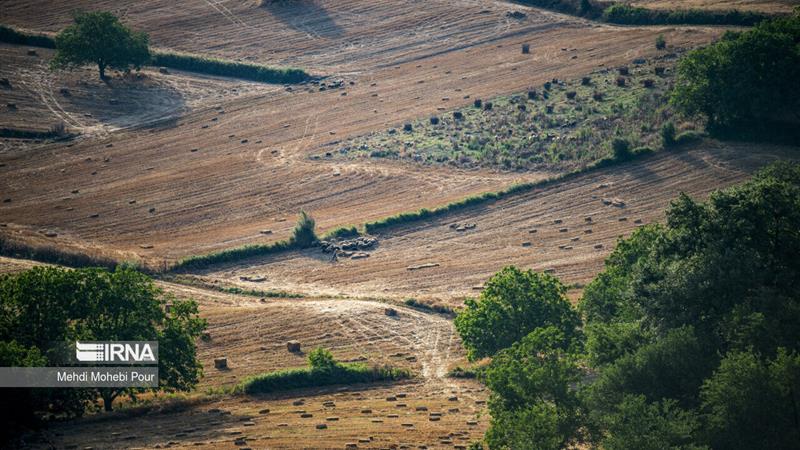 ۹۶۹ هکتار از اراضی بایر دولتی بجنورد تعیین تکلیف شد