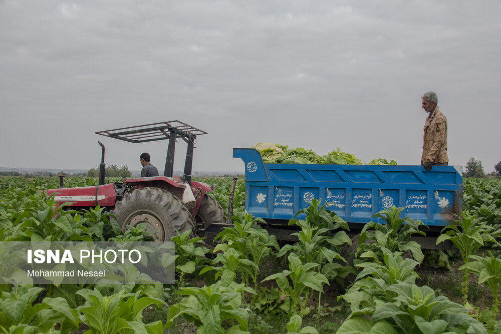 برداشت توتون در گلستان