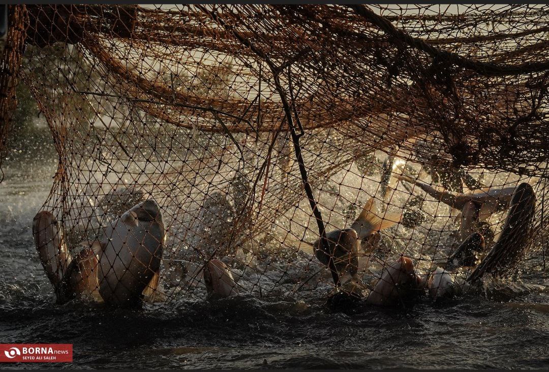 پرورش ماهی در آزادشهر گلستان