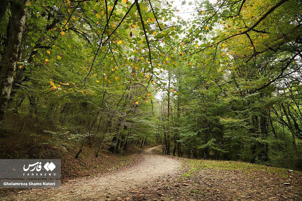 زیبایی پاییز در جنگل‌های هیرکانی